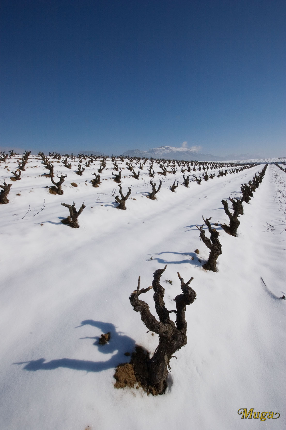 High altitude vineyards have cold winters